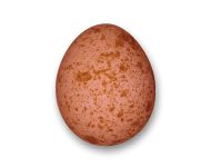 trzecie jajko w 2023 r. - Z życia sokołów wędrownych - PEC S.A. Wałbrzych